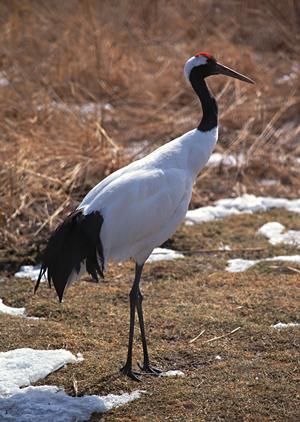 ダイビングならココオーシャン沖縄へ